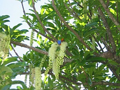 186 Cairns Esplanade